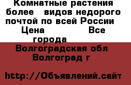 Комнатные растения более200видов недорого почтой по всей России › Цена ­ 100-500 - Все города  »    . Волгоградская обл.,Волгоград г.